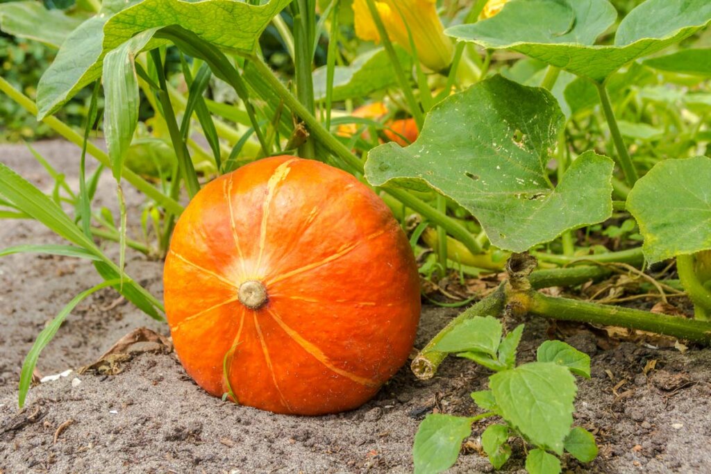 Pumpkin growing in the garden.