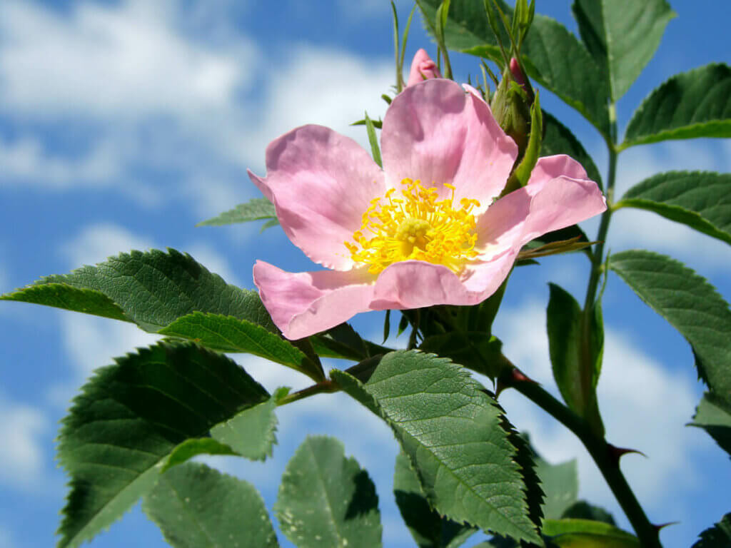 Rosa Canina rose on the bush with a blue sky background.