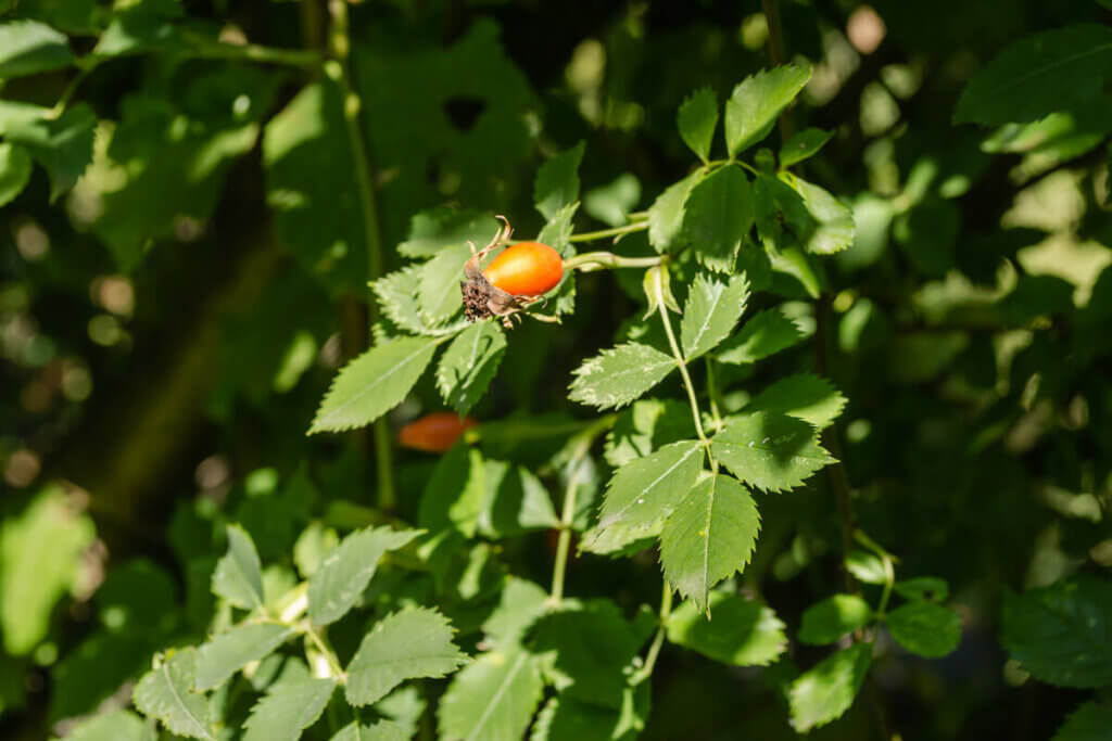 Rosehip on a rose bush.