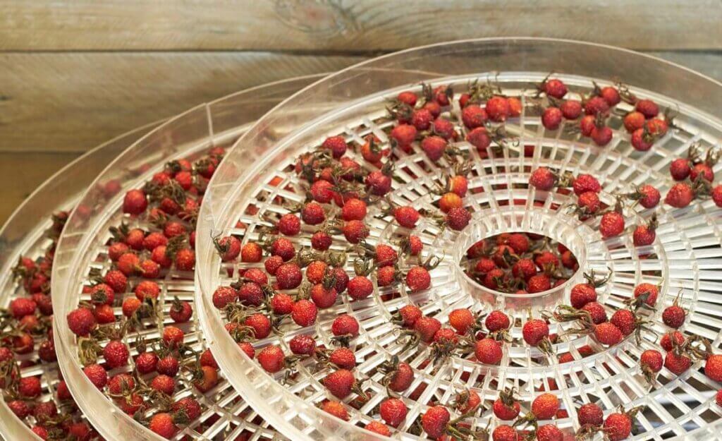 Dehydrated rosehips on three stacked dehydrator trays.