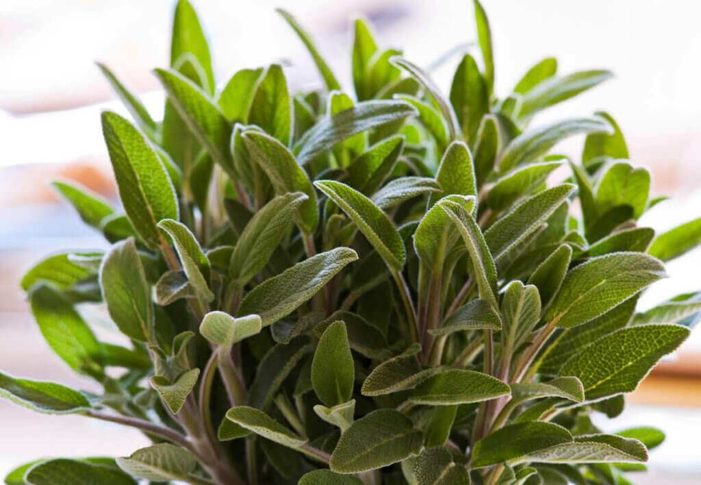 A sage plant growing in a pot.