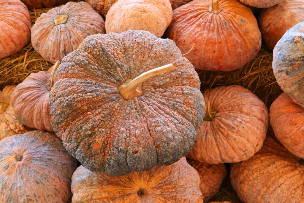 8 Ways To Preserve Pumpkin At Home, How To Get Water Out Of Basement Without A Pumpkin