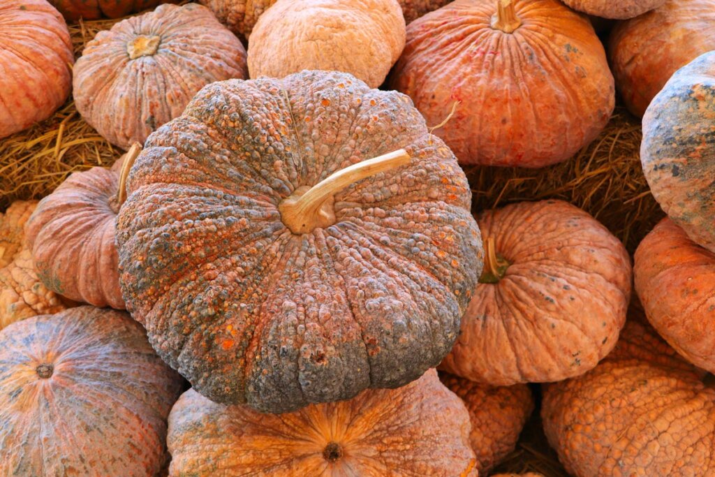 Storage pumpkins in a barn.