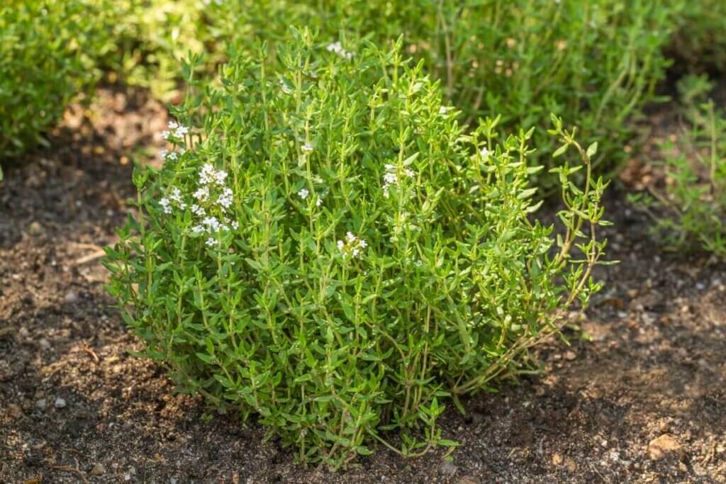 Thyme growing in an herb garden.