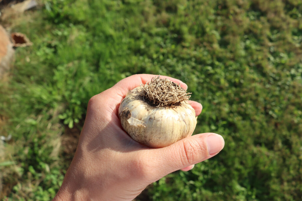 A head of garlic that has the roots trimmed off.