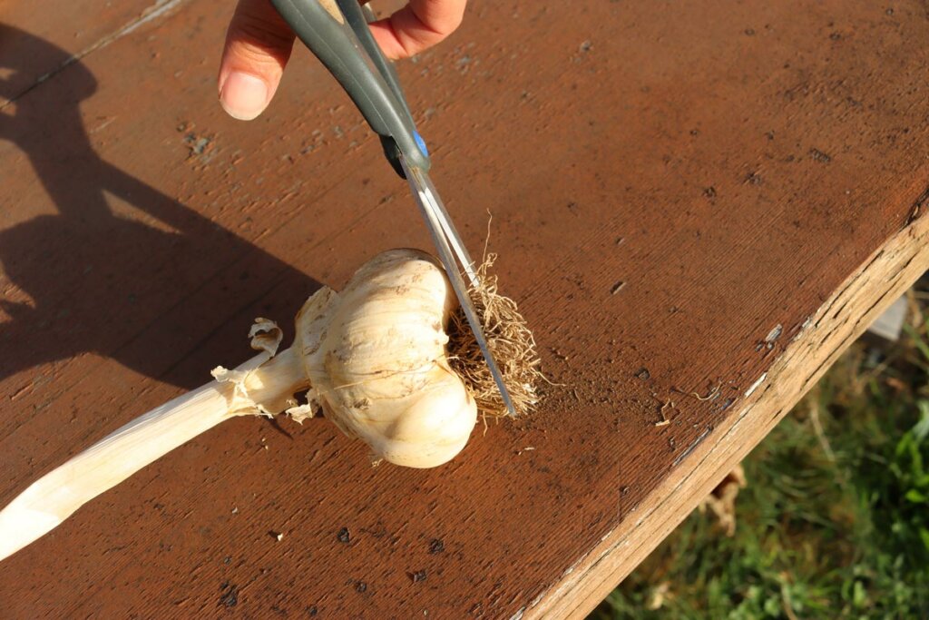 Scissors trimming off the dried roots of a bulb of garlic.