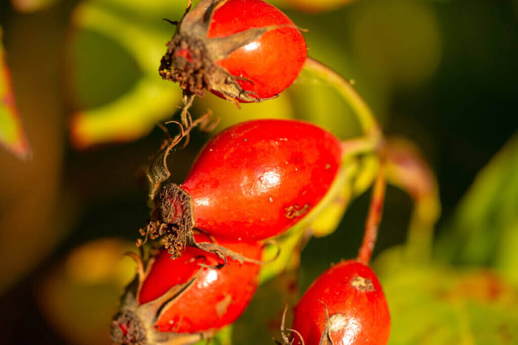 Upclose photo of rosehips on a rose bush.