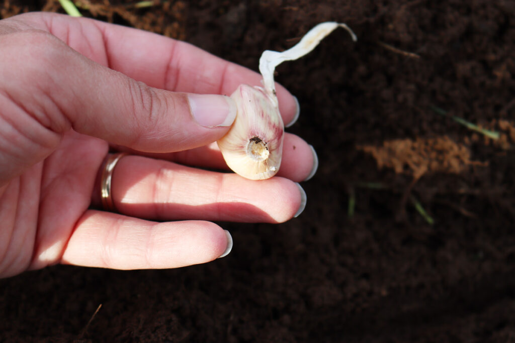 A woman's hand holding a clove of garlic.