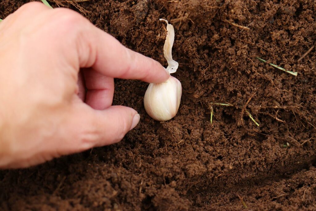 A hand placing a garden clove into the soil.