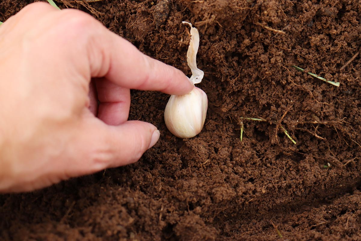 How To Plant Garlic Fall Garlic Planting Melissa K Norris