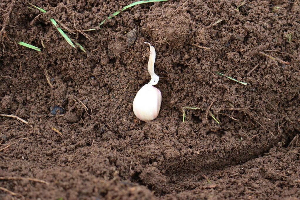 A garlic clove in the soil.