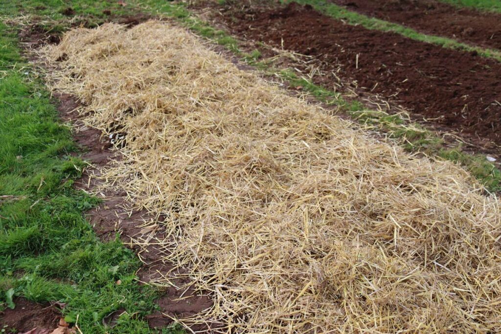 A garden bed that has been mulched with straw.