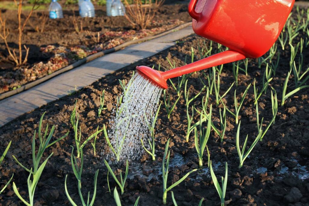 Garlic shoots coming up through the soil being watered with a red watering can.