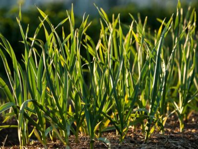 Garlic growing in the garden.