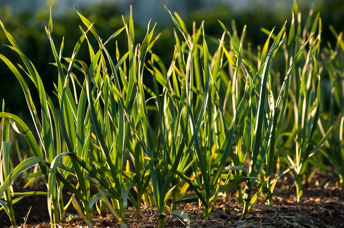 Garlic growing in the garden.
