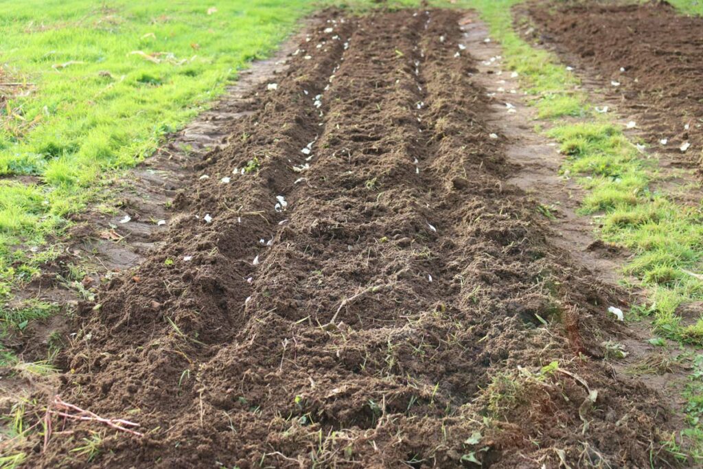A long garden row planted with garlic cloves.