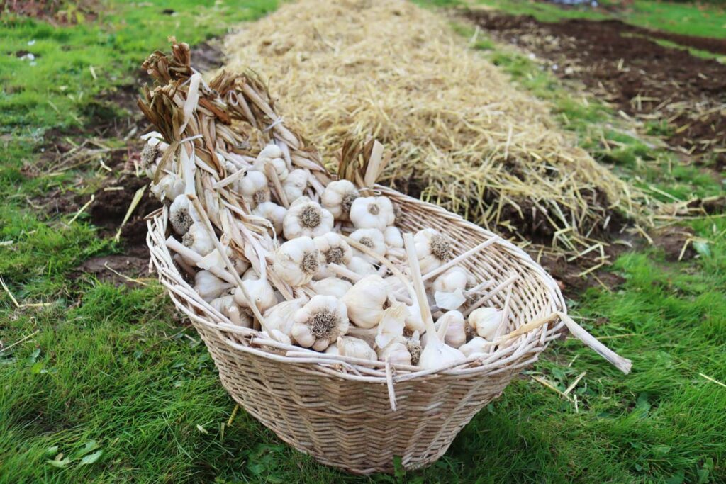 A basket of garlic next to a garden bed that has been mulched.