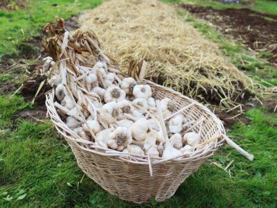A basket of garlic next to a garden bed that has been mulched.