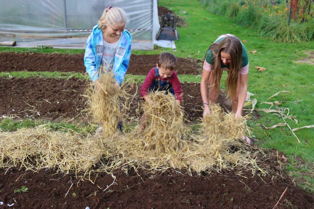 Three kids adding straw mulch onto a garden bed.