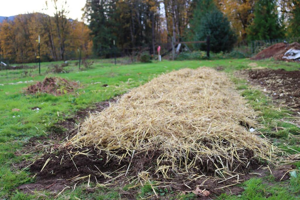 A garden bed where garlic is planted covered in straw mulch.