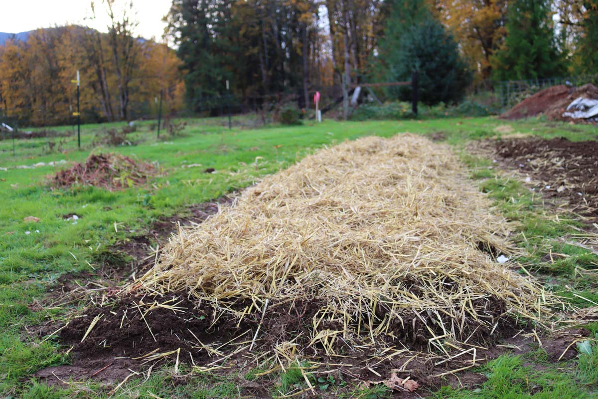 How to Plant Garlic (Fall Garlic Planting) - Melissa K. Norris