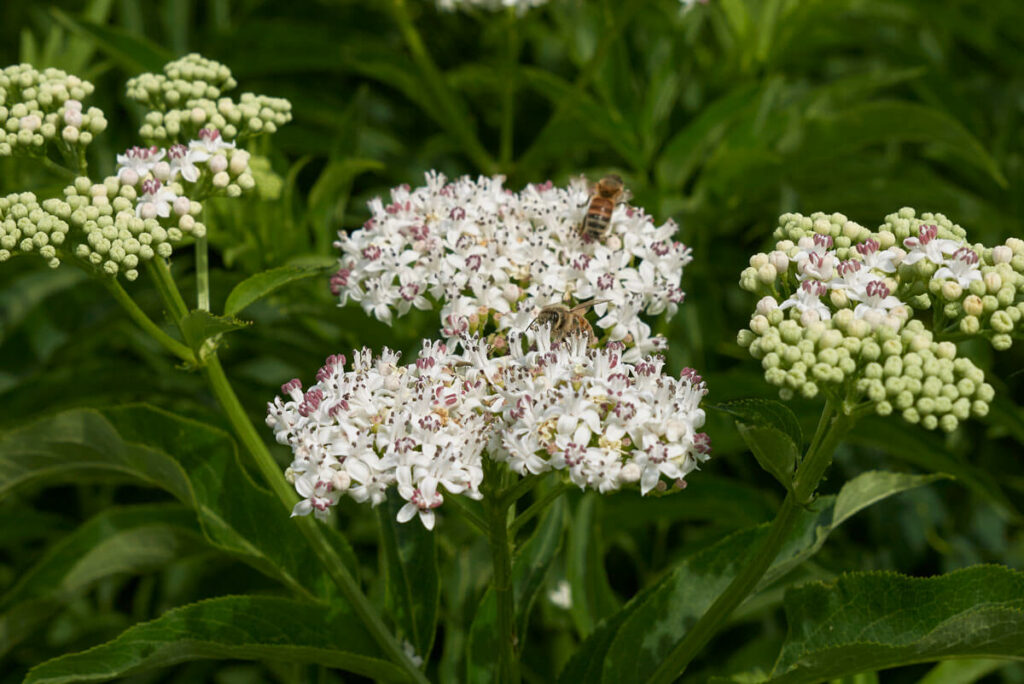 Bee on elderflowers.