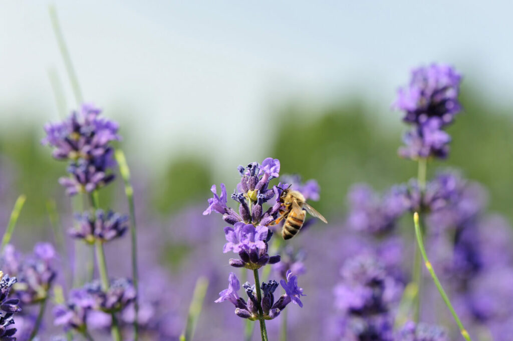 A bee on lavender.