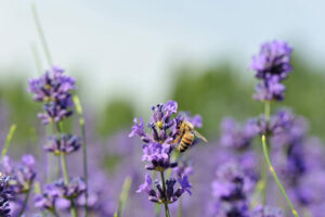 The Link Between Honeybees & Plant Medicine - Melissa K. Norris