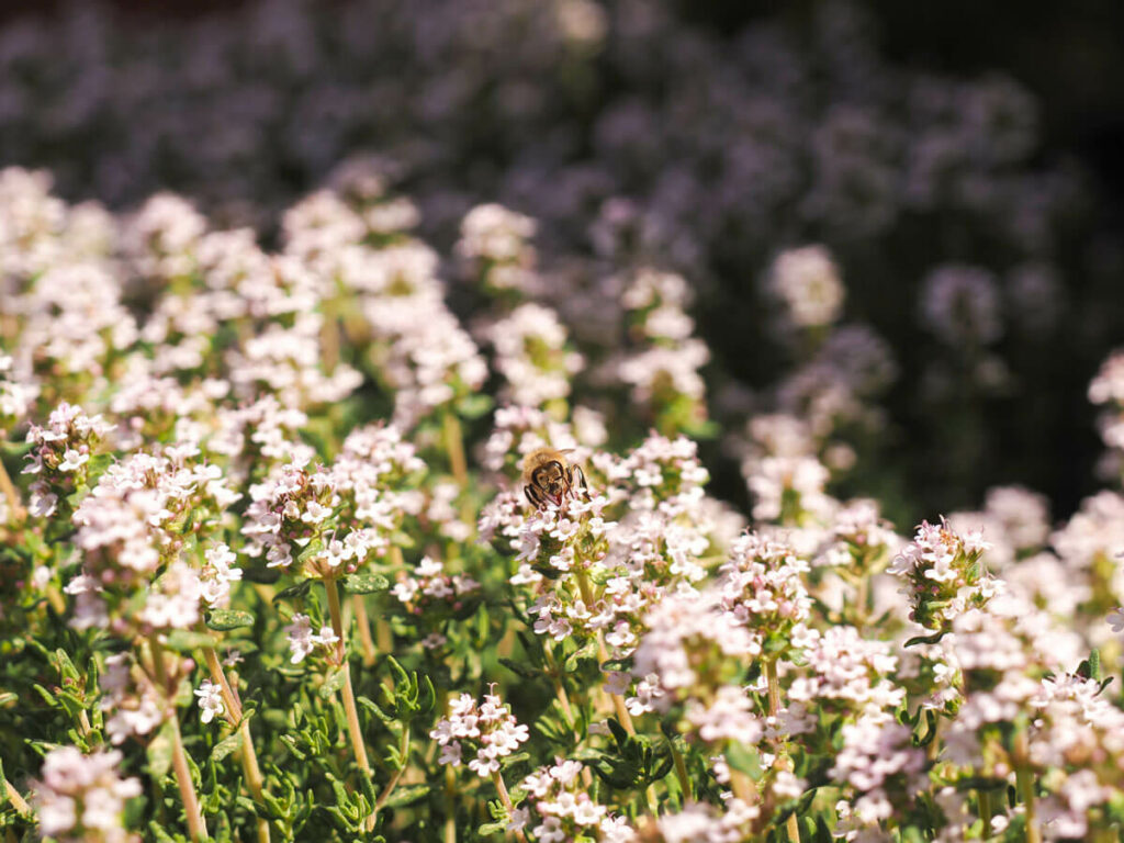 A bee on thyme flowers.