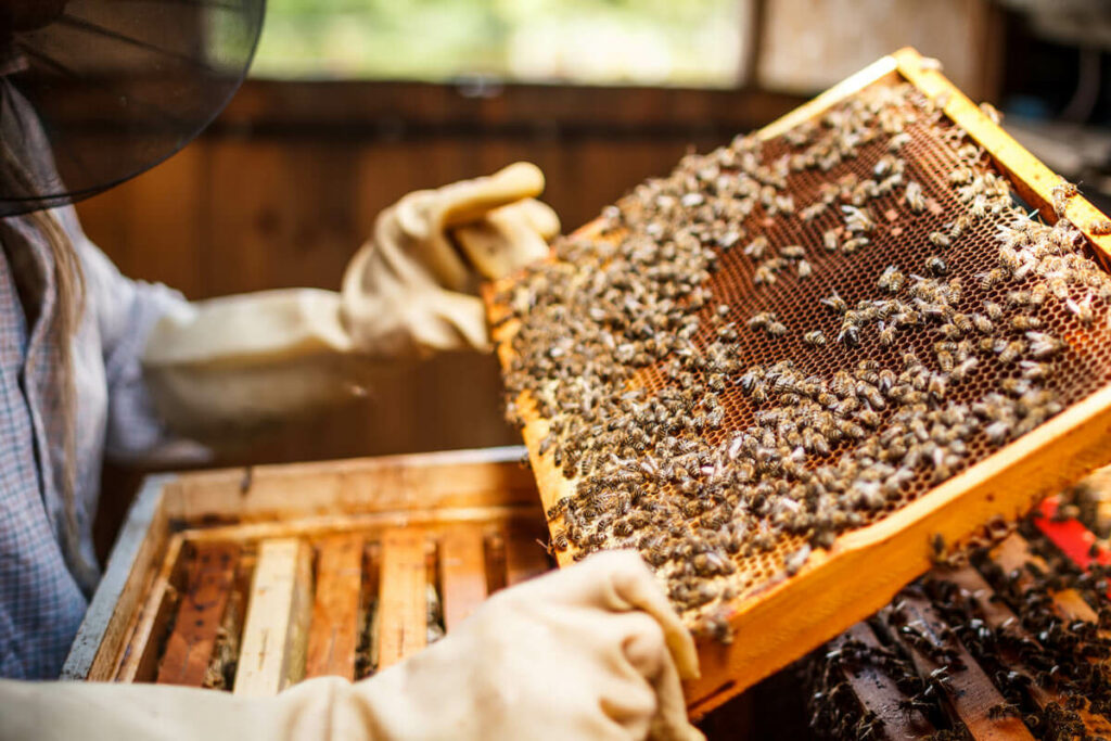 A beekeeper tending to the hive.