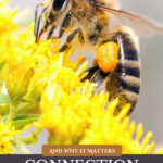 Pinterest pin for a podcast on the link between honeybees and plant medicine. Images of bees and their byproducts.
