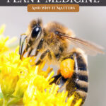Pinterest pin for a podcast on the link between honeybees and plant medicine. Images of bees and their byproducts.