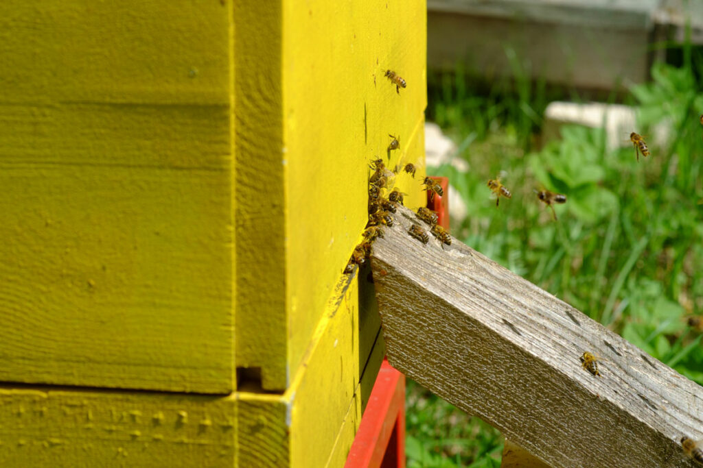 Bees entering a yellow hive.