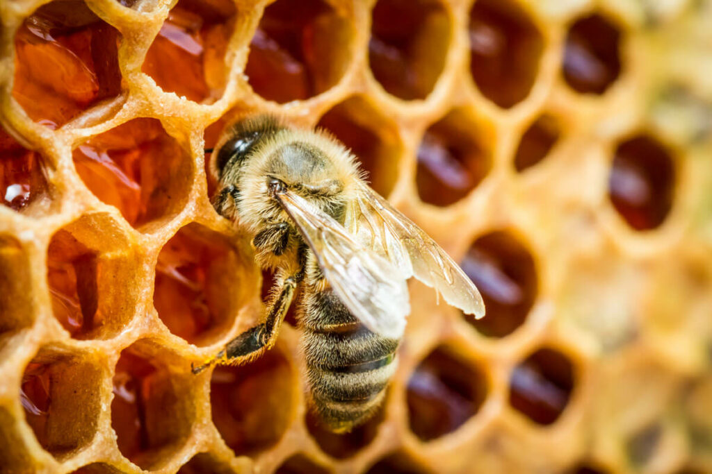 A bee on a honeycomb.