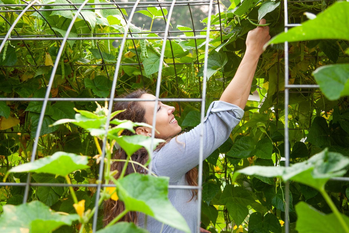 A woman in a bean tunnel picking beans.