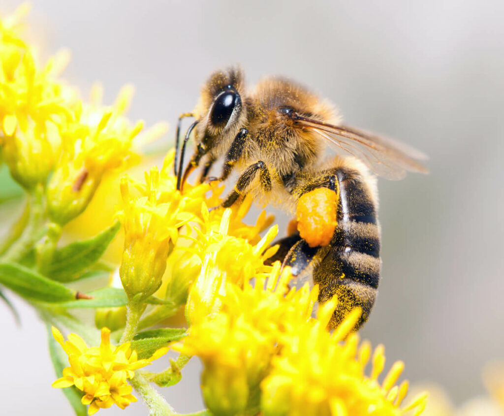 Up close image of a bee collecting pollen.