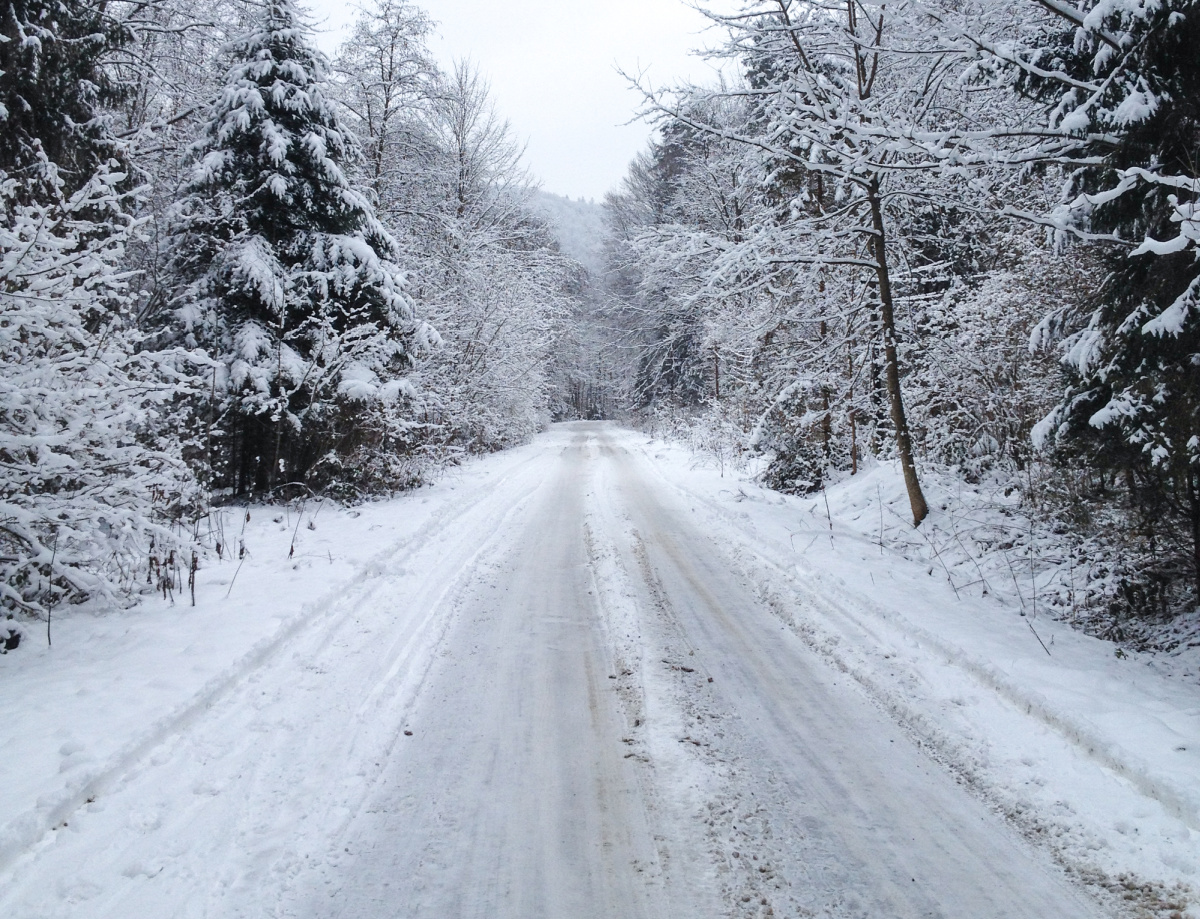 A snowy road lined with trees.