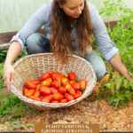 Pinterest pin for garden planning 2022. Image of a woman in her garden picking tomatoes.