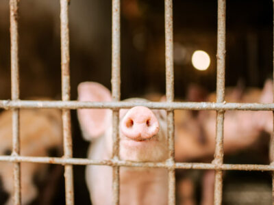 A baby pig sticking its snout through a fence.