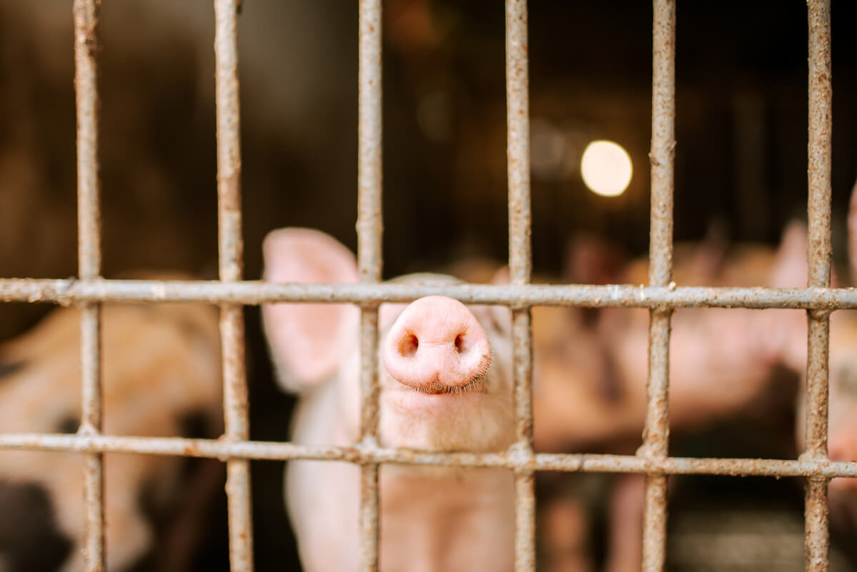 How to Raise Pigs: 12 Tips to Raising Pigs for Meat