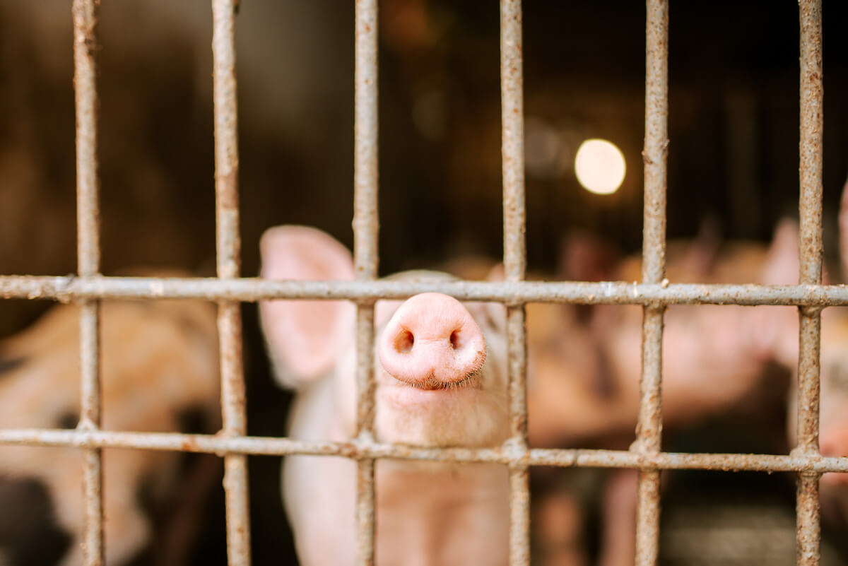 A baby pig sticking its snout through a fence.