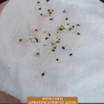 Pinterest pin for cold stratification of seeds. Image of germinated seedlings.