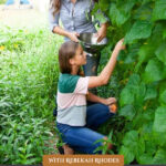 Pinterest pin for an interview with Rebekah Rhodes on homesteading with children. Image of a mother and daughter picking beans..