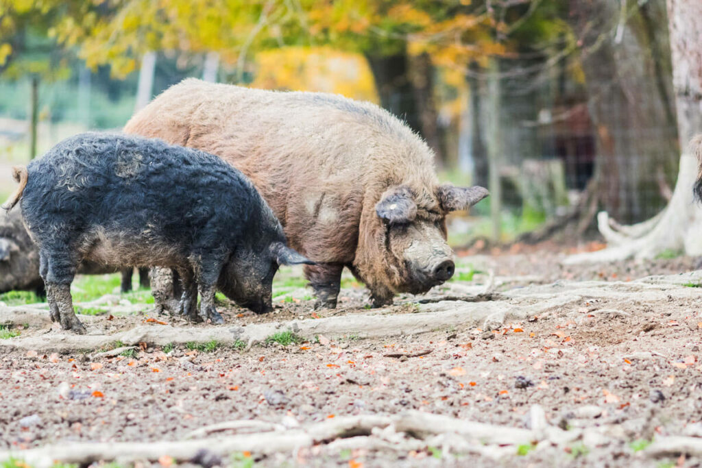 Two large pigs foraging.