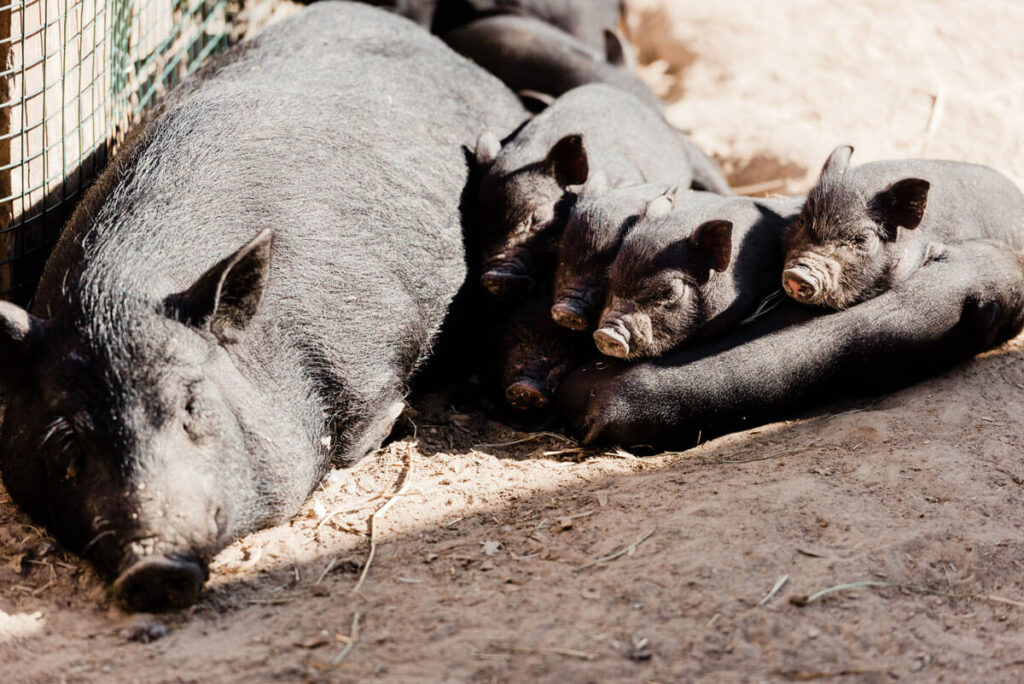 Large black mama pig feeding babies.