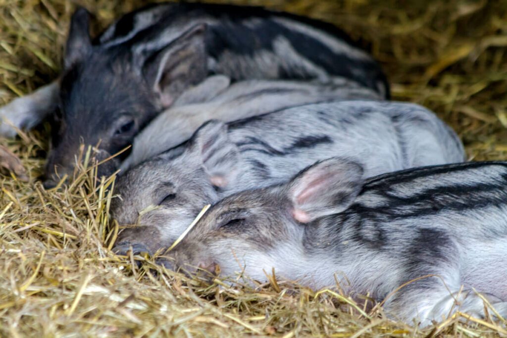Sleeping baby Mangalitsa pigs in hay.