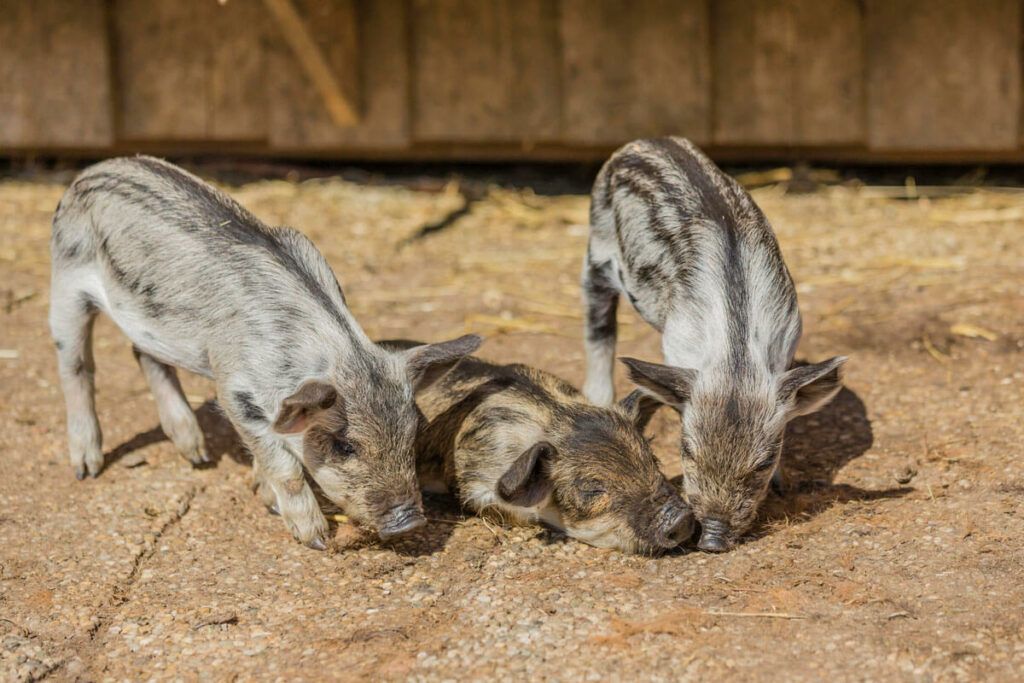 Three baby mangalitsa pigs.