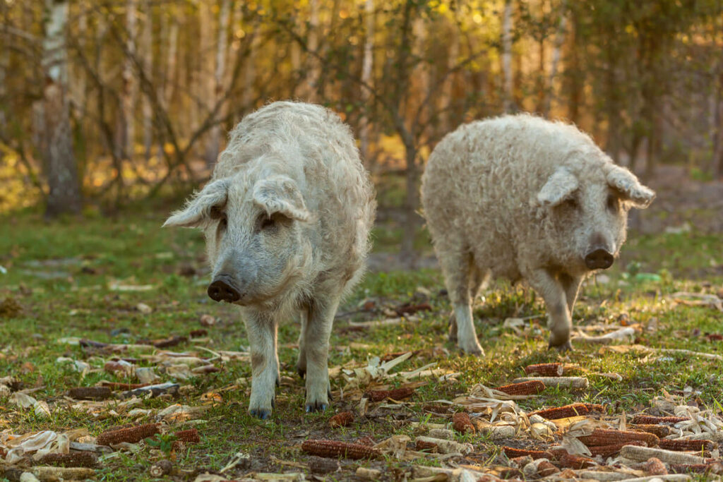 Two large Mangalitsa pigs on grass.