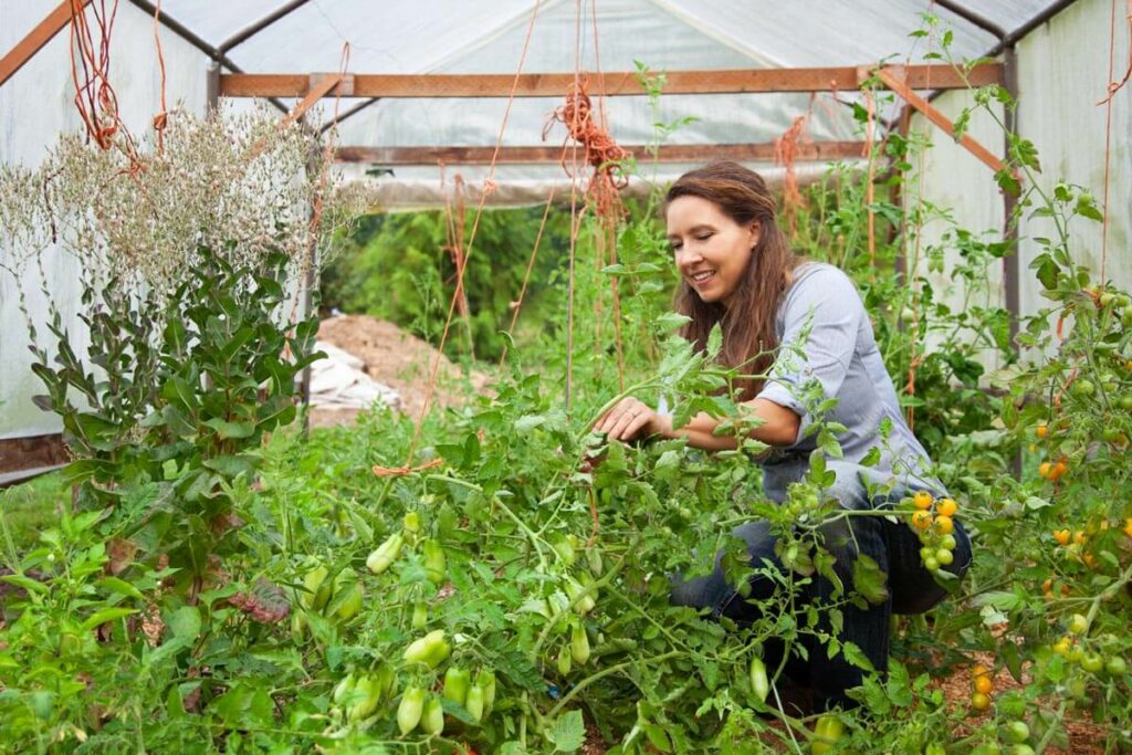 Woman pruning tomatoes in a high tunnel.