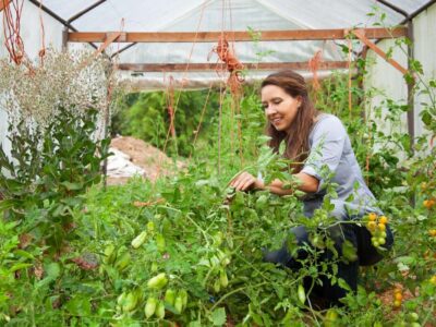 Woman pruning tomatoes in a high tunnel.